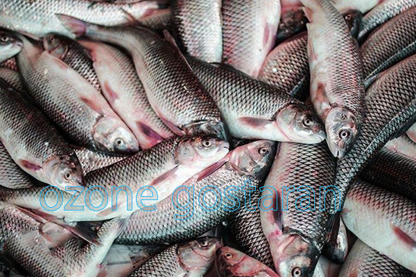 مشکلات استفاده از دستگاه ازن ژنراتور پرورش ماهی